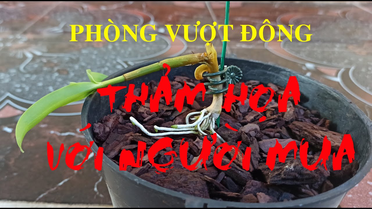 Phong benh va tri benh hoa lan - https://www.youtube.com/watch?v=TSMUtR44c8U