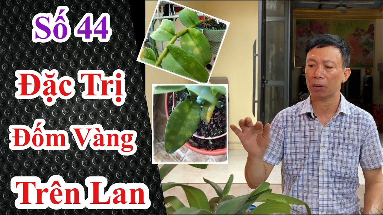 Phong benh va tri benh hoa lan - https://www.youtube.com/watch?v=1R71mEIBNvQ