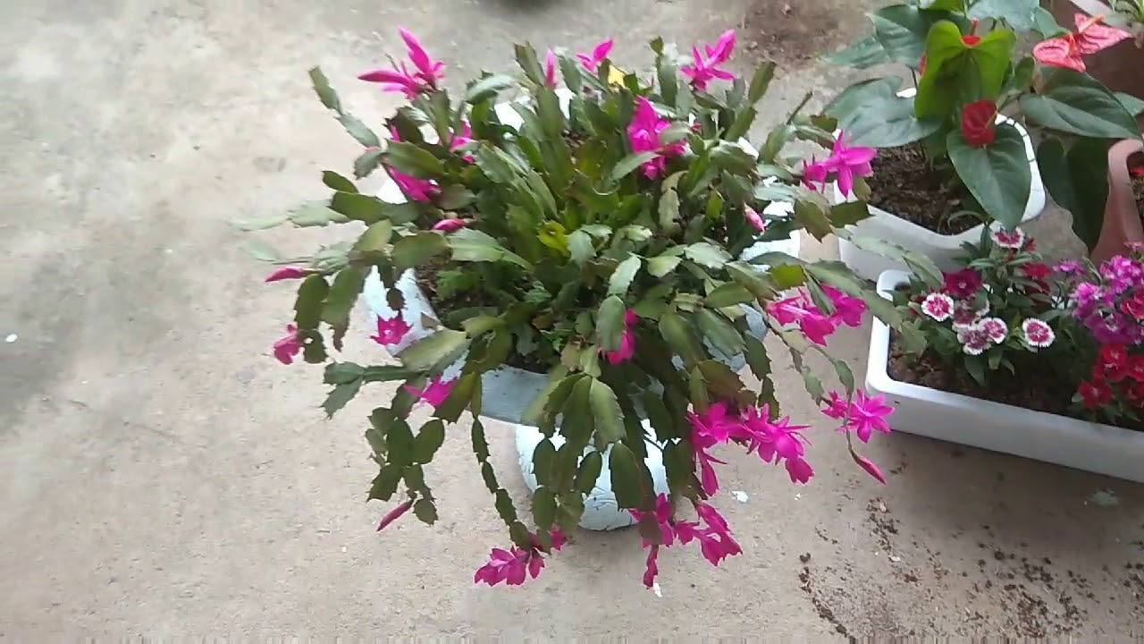 cách trồng hoa lan - https://www.youtube.com/watch?v=EFiRvogj1Ec