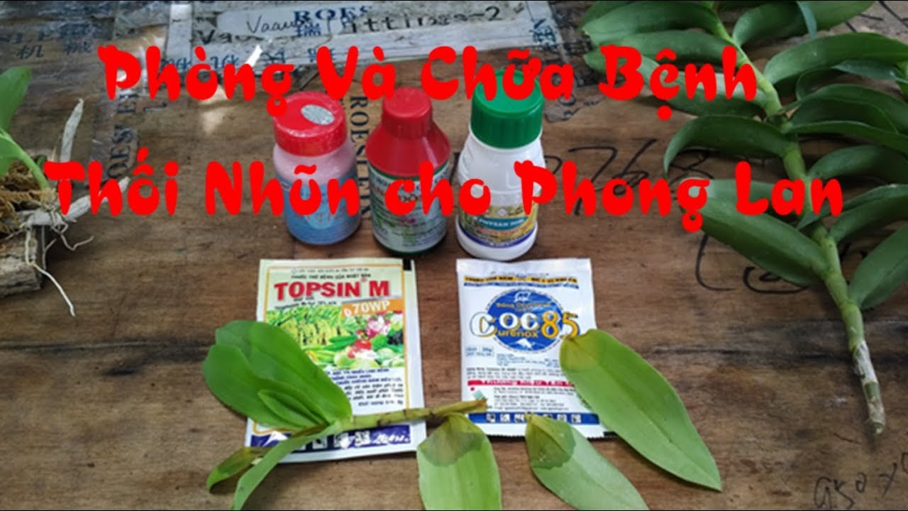 Phong benh va tri benh hoa lan - https://www.youtube.com/watch?v=_unxaqaZ7tE