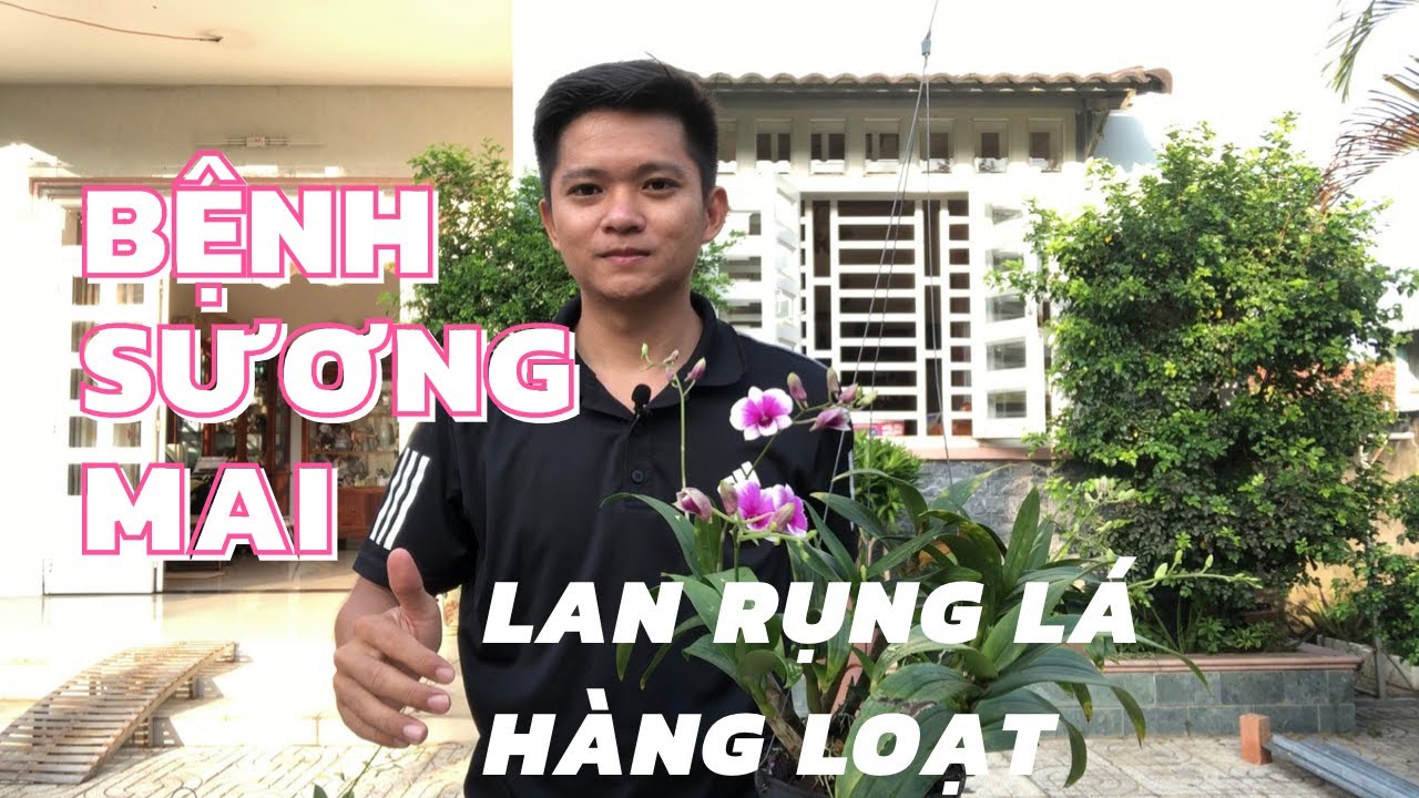 Phong benh va tri benh hoa lan - https://www.youtube.com/watch?v=ZZxTT-pQlBU