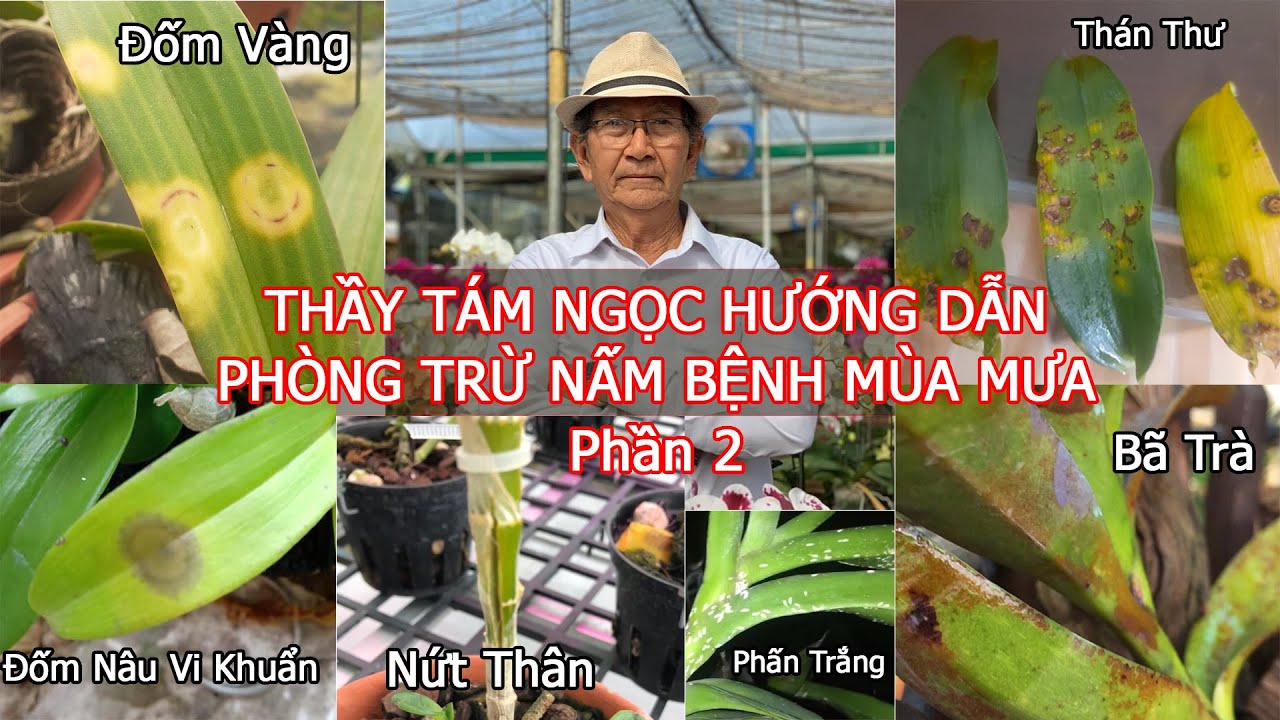 Phong benh va tri benh hoa lan - https://www.youtube.com/watch?v=9ZTDIYNzoM0