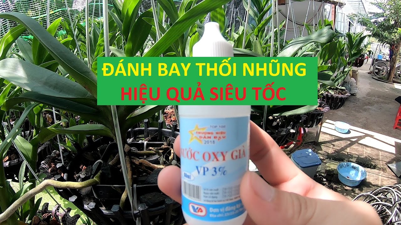 Phong benh va tri benh hoa lan - https://www.youtube.com/watch?v=pW4LTGmGH5o