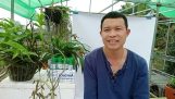 Phòng trị bệnh trên cây hoa lan bằng thuốc BVTV hữu cơ sinh học Amtech: lh 0877890888 | Orchivi.com