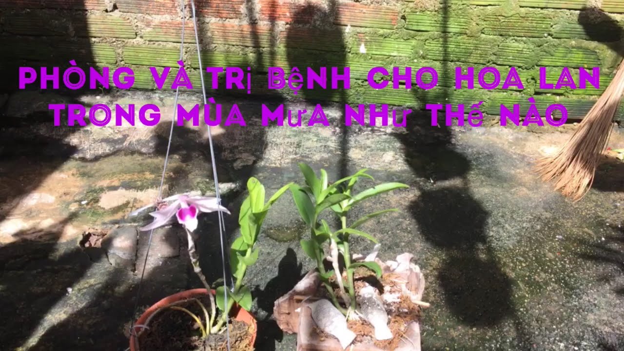Phong benh va tri benh hoa lan - https://www.youtube.com/watch?v=k21GQm3solU