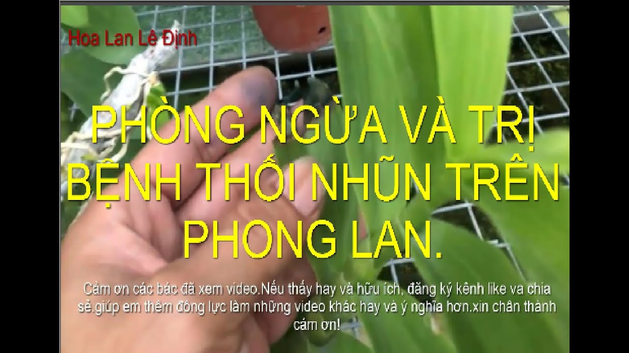 Phong benh va tri benh hoa lan - https://www.youtube.com/watch?v=no8glPc2fIg