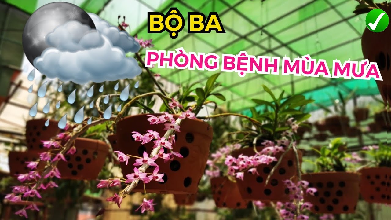 Phong benh va tri benh hoa lan - https://www.youtube.com/watch?v=rnURX3HmGck