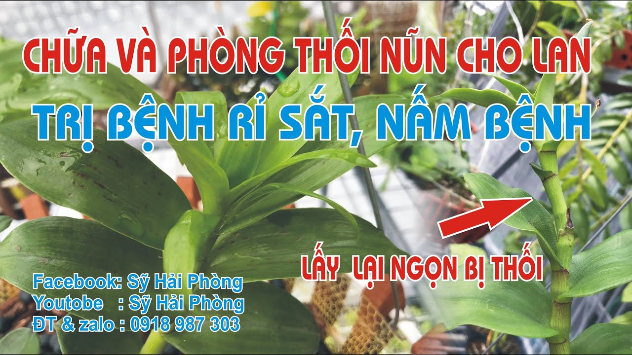 Phong benh va tri benh hoa lan - https://www.youtube.com/watch?v=3P9d6BbmJjE