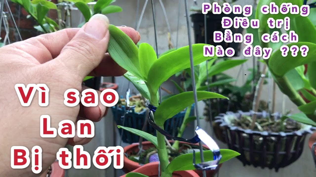 Phong benh va tri benh hoa lan - https://www.youtube.com/watch?v=JtabGulep_4
