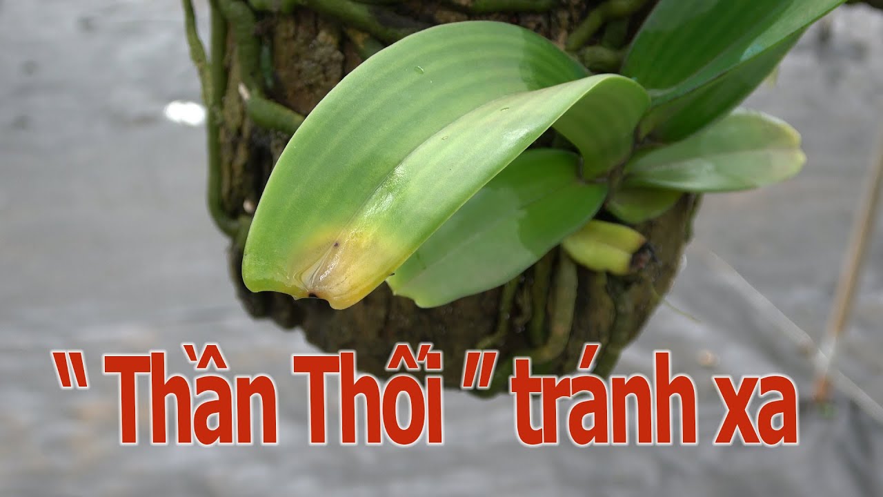 Phong benh va tri benh hoa lan - https://www.youtube.com/watch?v=FIZjhrkE3AI