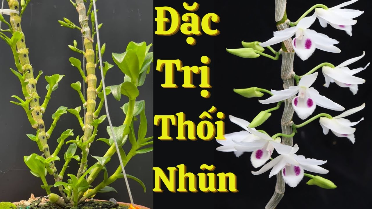 Phong benh va tri benh hoa lan - https://www.youtube.com/watch?v=OUjmrZBT7QM