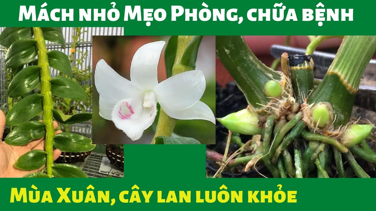 Phong benh va tri benh hoa lan - https://www.youtube.com/watch?v=kwY6M-l7vfU