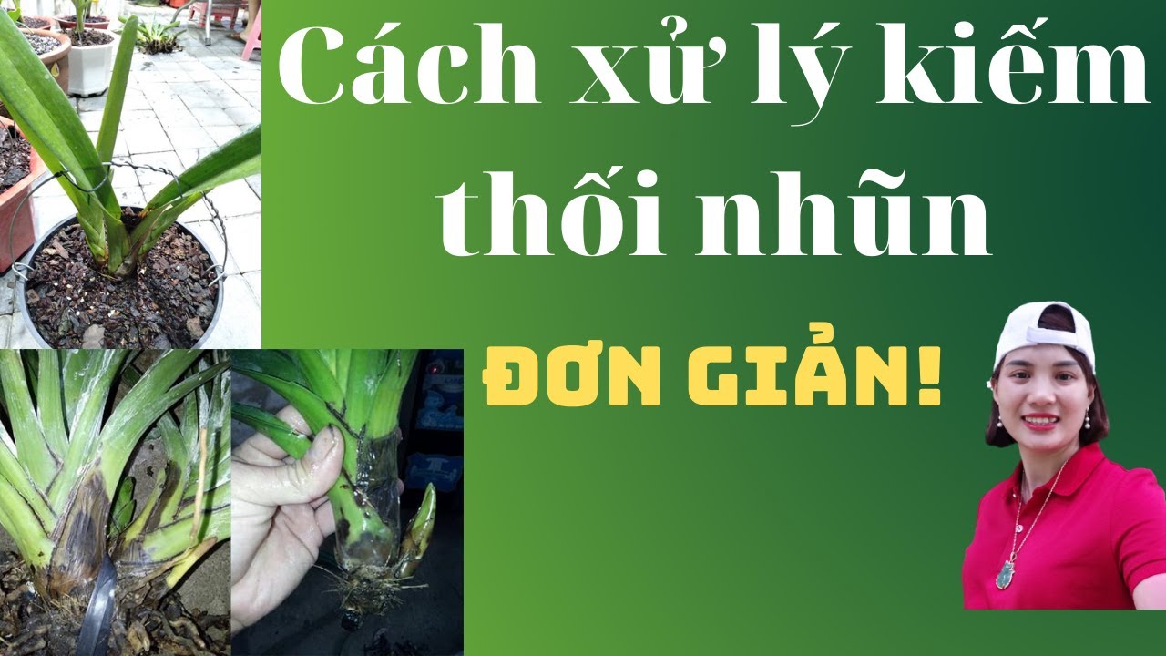 Phong benh va tri benh hoa lan - https://www.youtube.com/watch?v=XdfdQPPpjmI