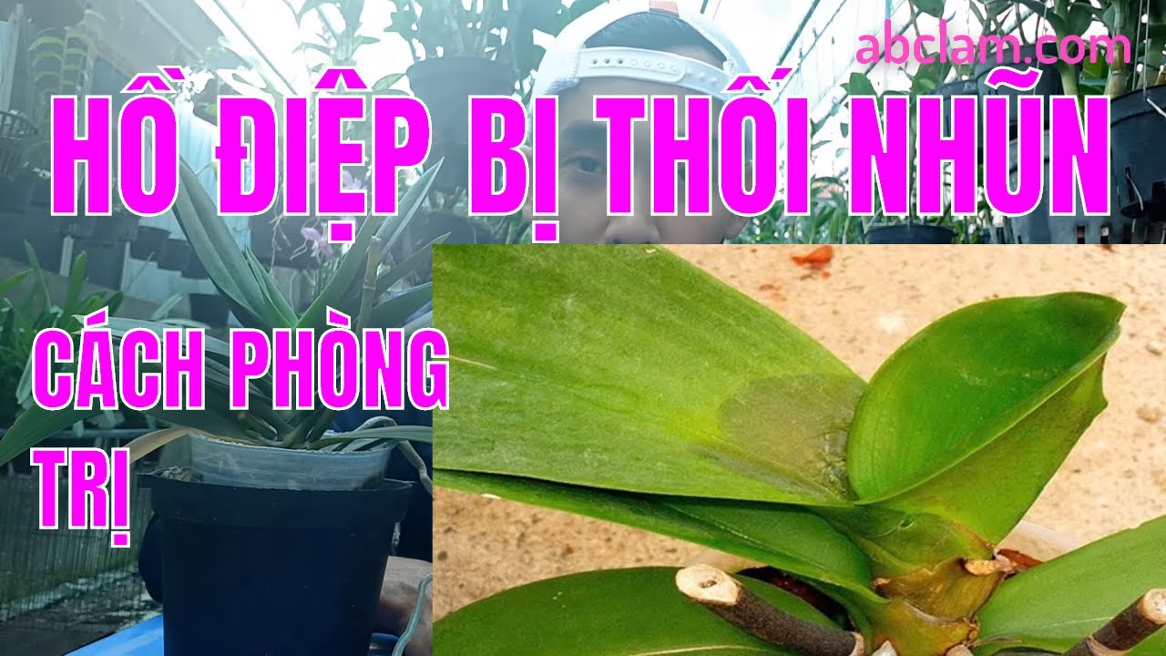 Phong benh va tri benh hoa lan - https://www.youtube.com/watch?v=fk-69YmN3eY