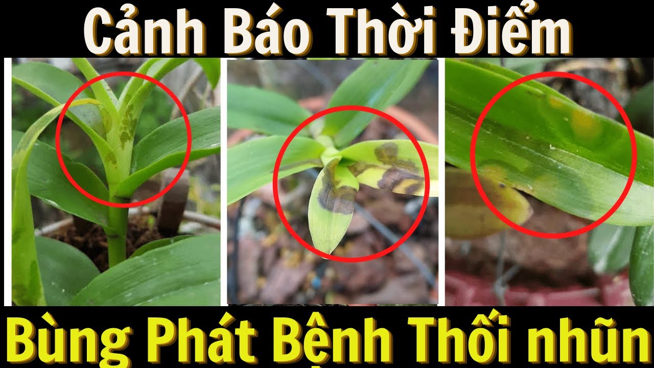 Phong benh va tri benh hoa lan - https://www.youtube.com/watch?v=I9HwRP1Qecg