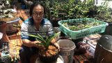 Hướng dẫn trồng lan Kiếm từ Nghệ Nhân Nguyễn Minh – nhiều chi tiết bất ngờ được tiết lộ trong Video | Orchivi.com