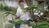 Cách trồng phong lan hồ điệp. | Orchivi.com
