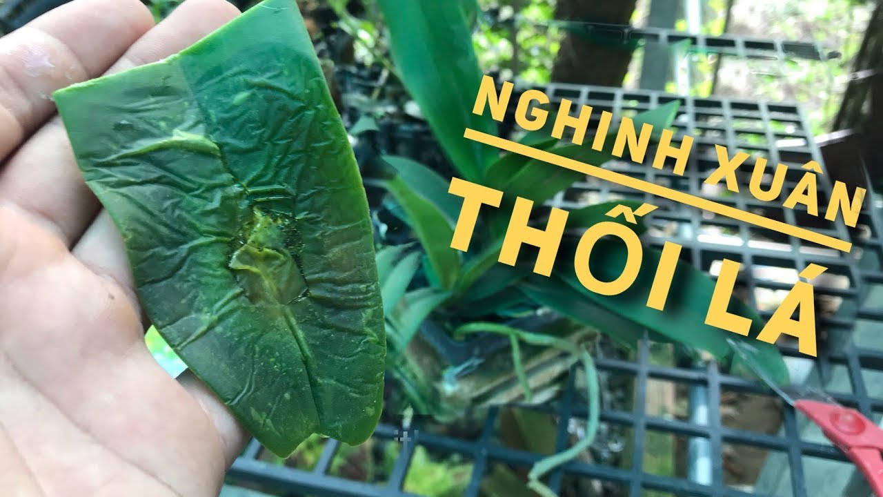 Phong benh va tri benh hoa lan - https://www.youtube.com/watch?v=Etr1eukItUE