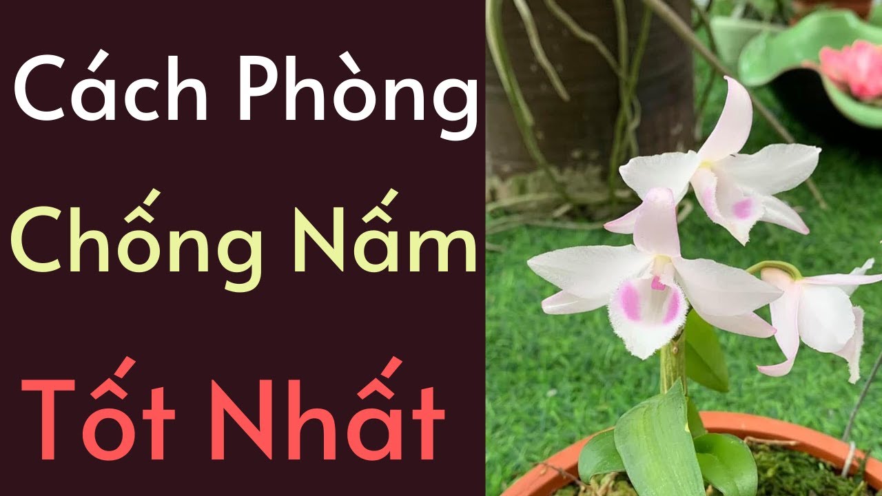 Phong benh va tri benh hoa lan - https://www.youtube.com/watch?v=0T_rHq4S02M