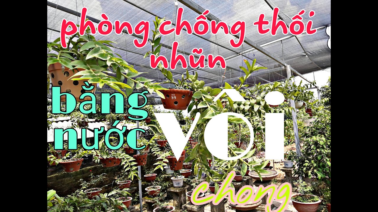 Phong benh va tri benh hoa lan - https://www.youtube.com/watch?v=qIc3AMu40kY