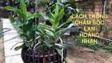 Cách trồng lan Hoàng nhạn lên chậu gỗ và lưu ý khi kích rễ cho lan | Orchivi.com