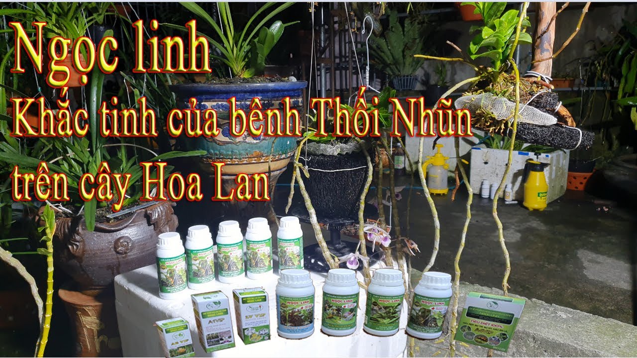 Phong benh va tri benh hoa lan - https://www.youtube.com/watch?v=68f2O3NHFHM