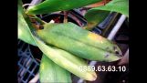 0889636310/Bệnh thối nhũn trên cây phong lan và thuốc đặc trị tại Hải Phòng | Orchivi.com