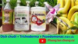 Dịch chuối, Trichoderma và Pseudonomas để chăm sóc và phòng bệnh Phong Lan | Orchivi.com