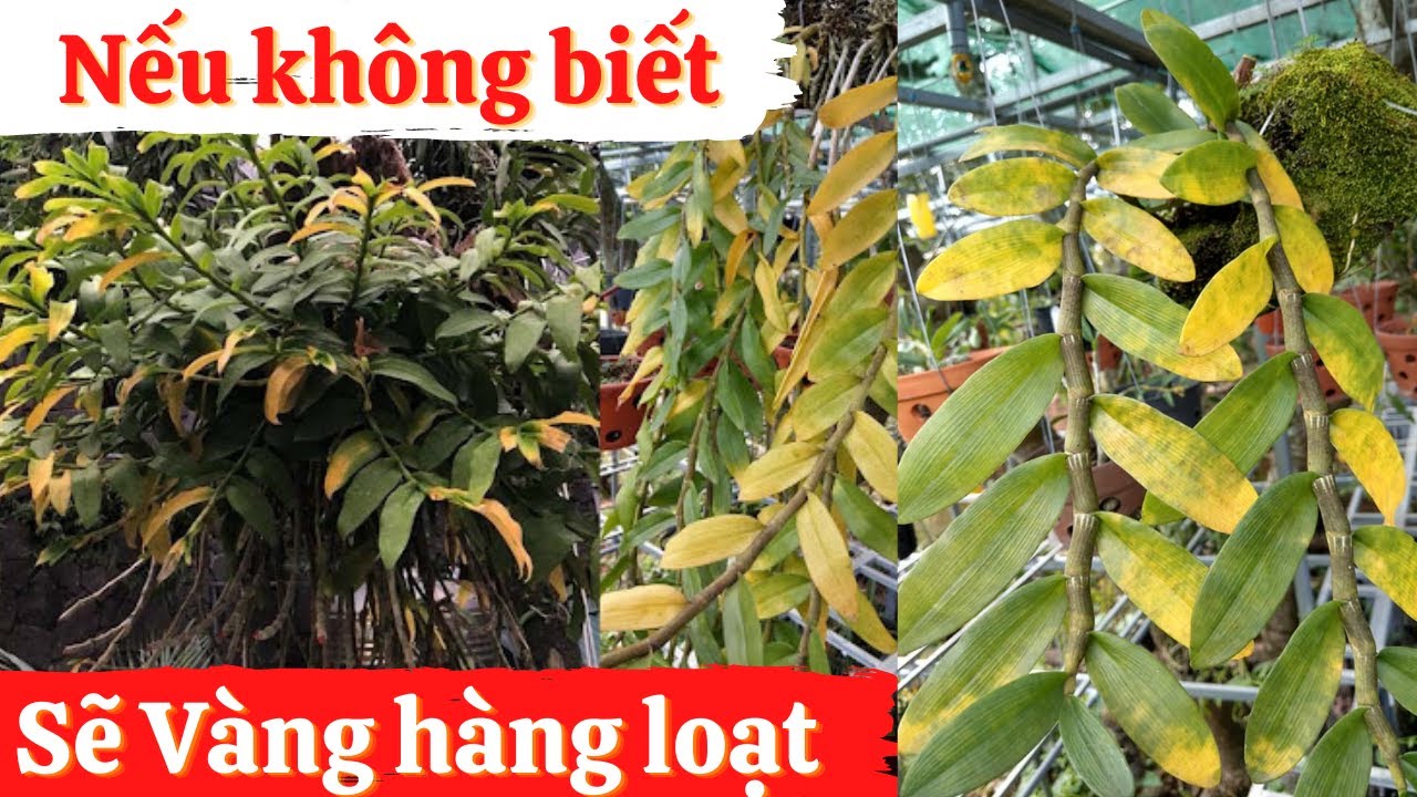 Phong benh va tri benh hoa lan - https://www.youtube.com/watch?v=s545rVgd-Es