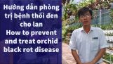 VOG||Cách phòng trị bệnh thối đen||How to prevent and treat orchid black rot disease | Orchivi.com