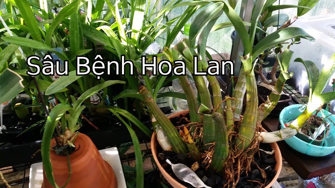 Phong benh va tri benh hoa lan - https://www.youtube.com/watch?v=Z60uTj_5SwQ