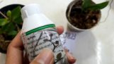 Tác dụng của Nano Bạc diệt nấm, vi khuẩn, phòng và trị bệnh thần kỳ của nano bạc với cây lan | Orchivi.com