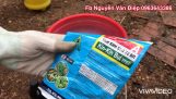 Cách phòng chống thối nhũn cho lan mùa mưa – 0963643386 Phong Lan Nguyên Ngọc | Orchivi.com