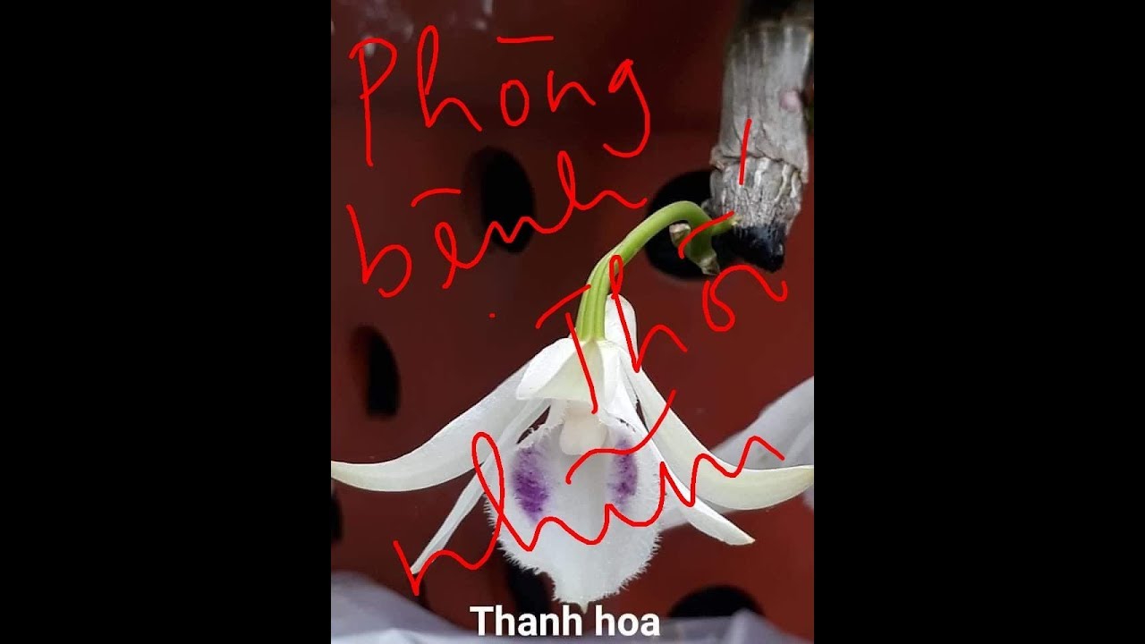 Phong benh va tri benh hoa lan - https://www.youtube.com/watch?v=teV-Jg_KUwM