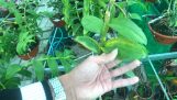 Đặc trị bệnh vàng bệch lá trên hoa lan / phong lan rừng TV | Orchivi.com