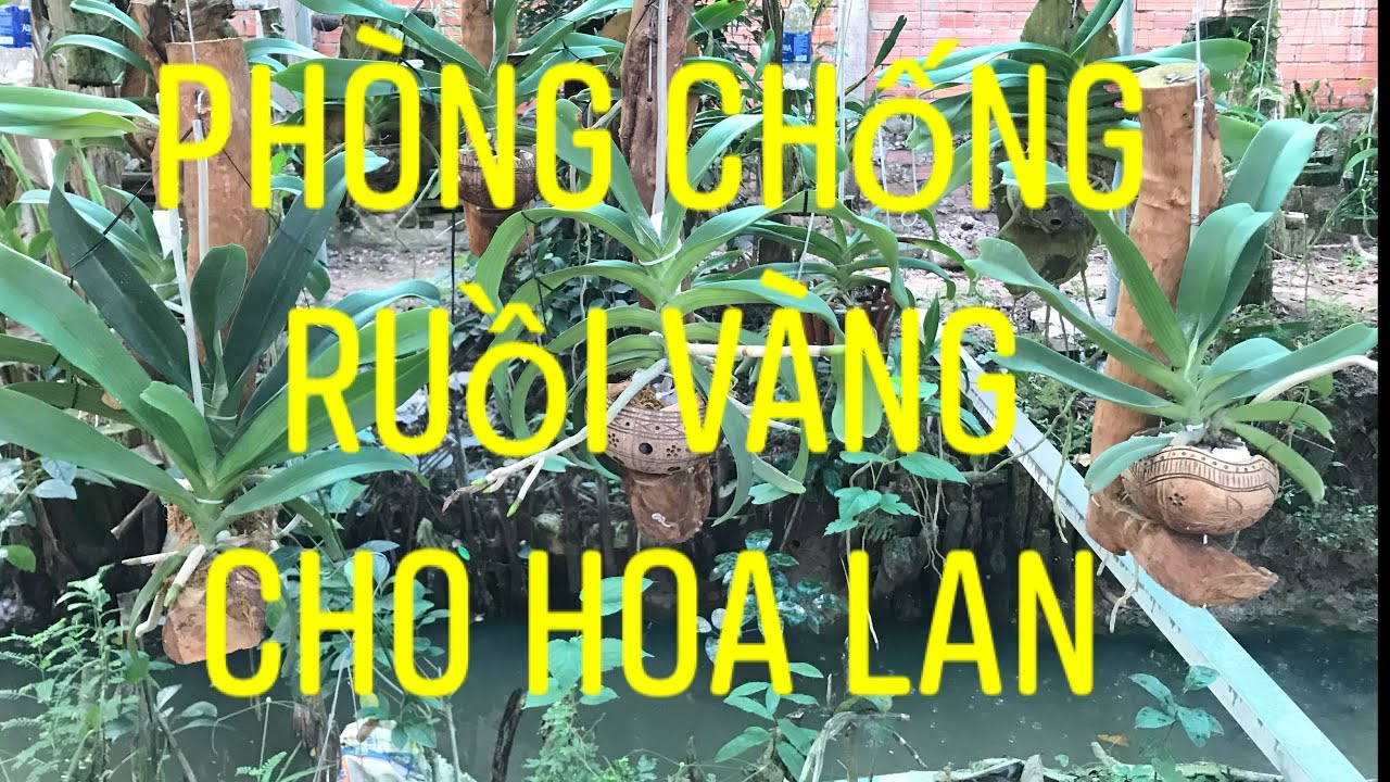 Phong benh va tri benh hoa lan - https://www.youtube.com/watch?v=YX9Mv5FFE04