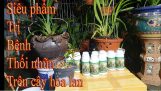 Siêu phẩm trị bệnh thối nhũn trên cây hoa lan | Orchivi.com