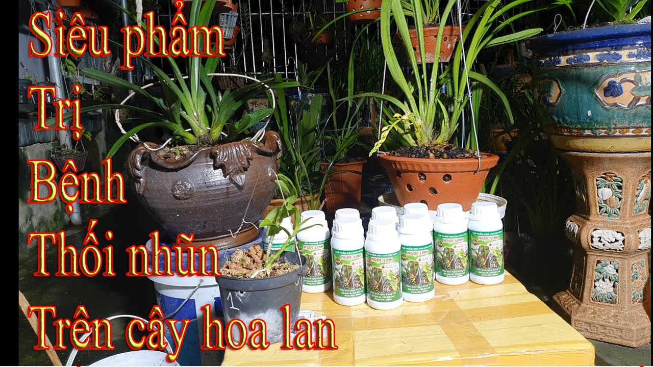 Phong benh va tri benh hoa lan - https://www.youtube.com/watch?v=h1IvN-D_nFo