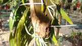 Nhận biết bệnh nổ lá sung , cách phòng trị bệnh cho hoa lan | Orchivi.com