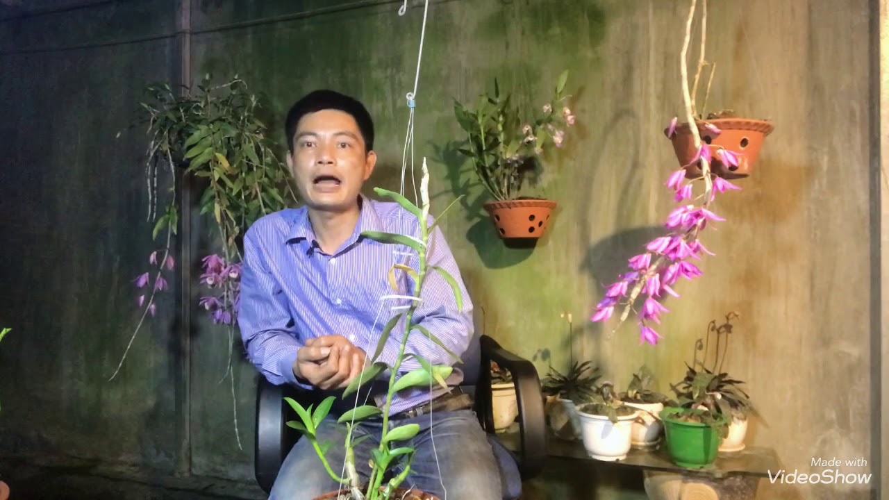 Phong benh va tri benh hoa lan - https://www.youtube.com/watch?v=p6ZG4D8ObYs