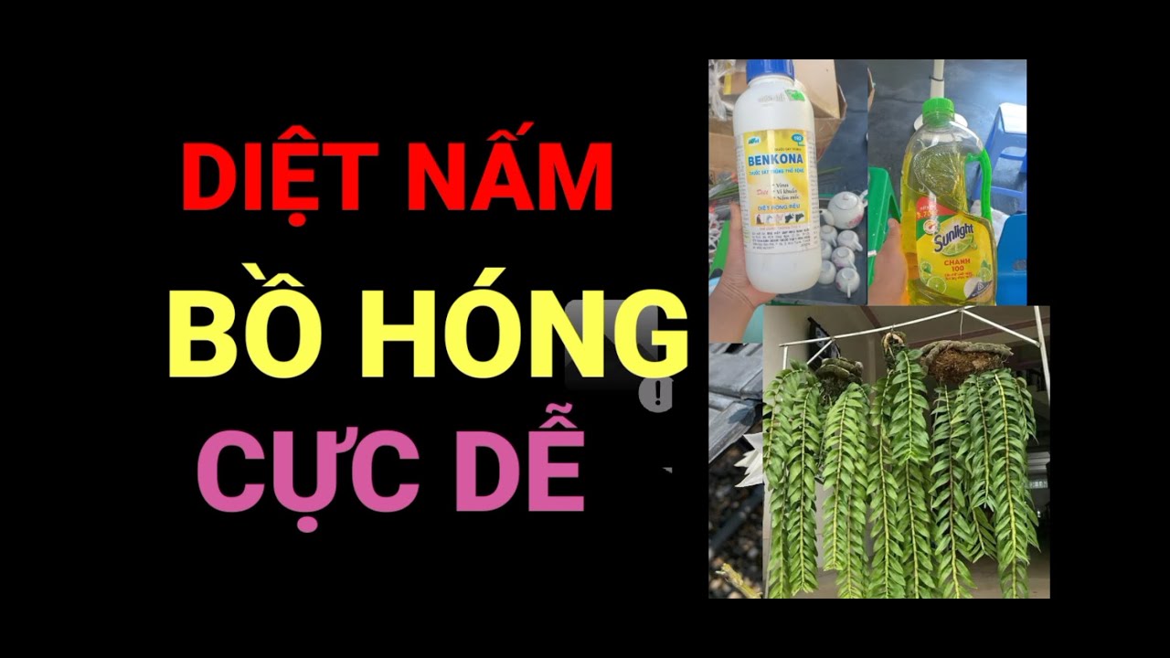 Phong benh va tri benh hoa lan - https://www.youtube.com/watch?v=O_Z6H3tgINo