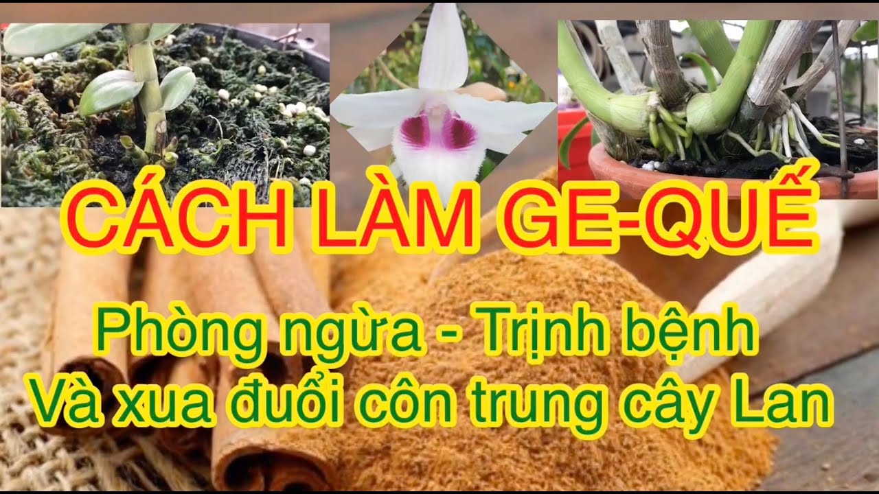 Phong benh va tri benh hoa lan - https://www.youtube.com/watch?v=as1BV198mxg