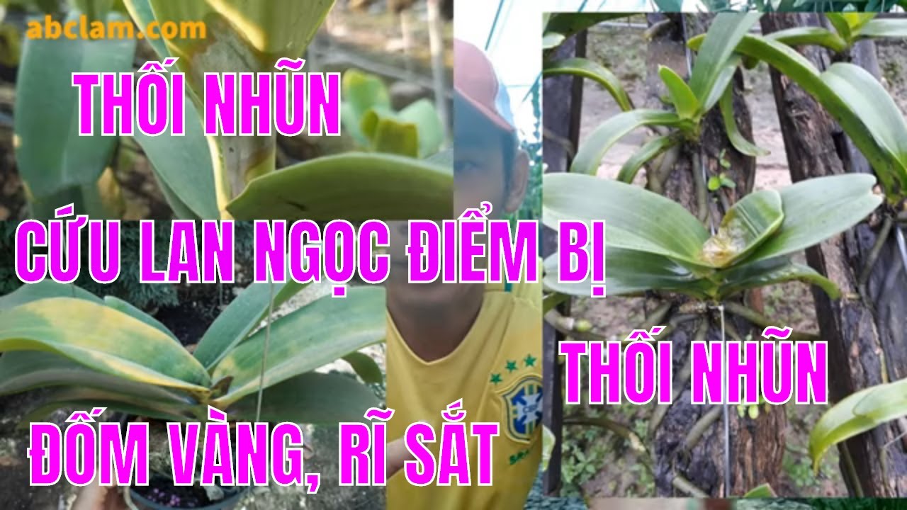 Phong benh va tri benh hoa lan - https://www.youtube.com/watch?v=pJ-Ycv24dHI
