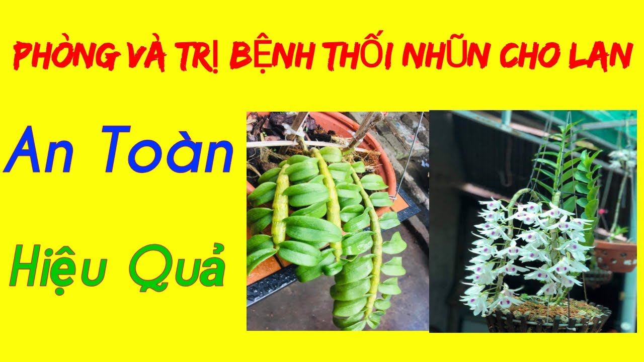 Phong benh va tri benh hoa lan - https://www.youtube.com/watch?v=pfADqiT_lTI