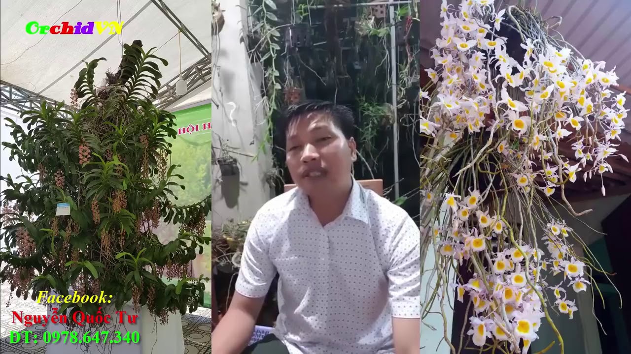 Phong benh va tri benh hoa lan - https://www.youtube.com/watch?v=YhhCkYY4T0w