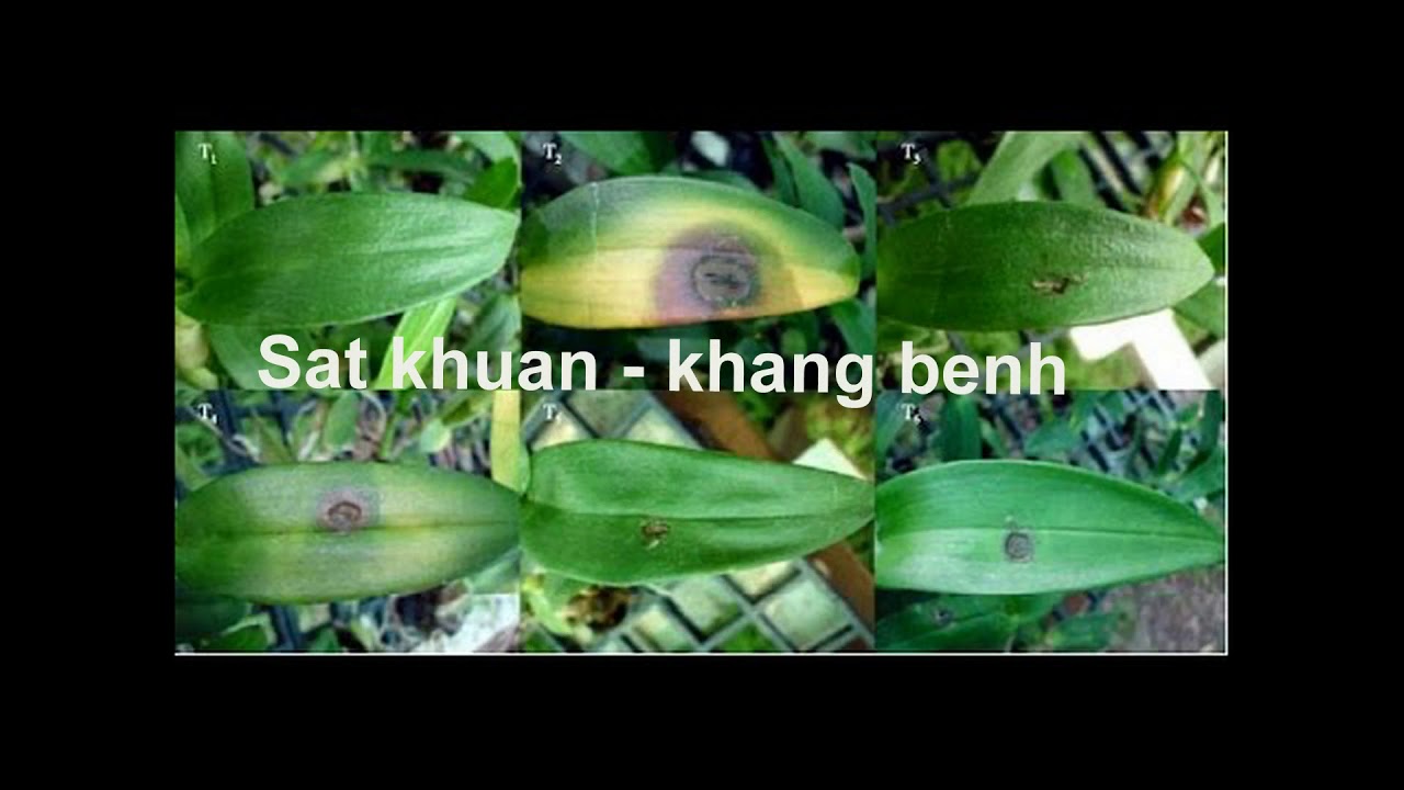 Phong benh va tri benh hoa lan - https://www.youtube.com/watch?v=Sf1xP4NWGdk