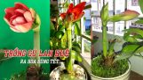 CÁCH TRỒNG CỦ LAN HUỆ RA HOA ĐÚNG TẾT| How To Grow Amaryllis Flower | Orchivi.com