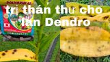 Trị thán thư trên lan Dendro cực kỳ đơn giản 301. #trithanthucholan #HoalanTuyenHa | Orchivi.com