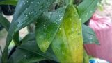 0889636310/Bệnh thối nhũn trên cây phong lan và thuốc đặc trị tại Điện Biên | Orchivi.com