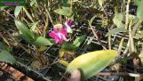 Triệu chứng vàng lá trên hoa lan denro và cách khắc phục cho cây | Orchivi.com